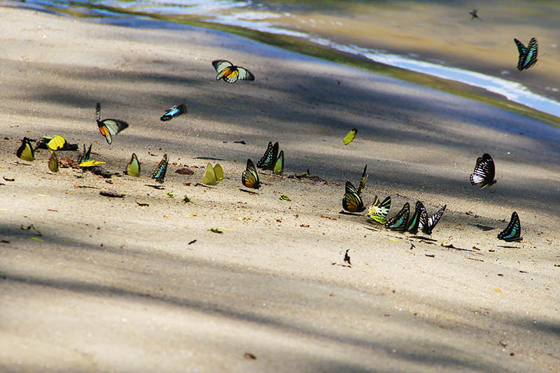 Kupu-kupu hinggap di kotoran burung di tepi Krueng Teunom (Foto M Iqbal/SeputarAceh.com)
