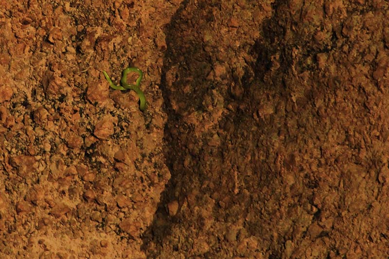 Spesies ular berwarna hijau atau ular bajing (Gonyosoma oxycephala) berada dinding Gua Kelelawar , Gampong Iboih, Sabang (Foto M Iqbal/SeputarAceh.com)