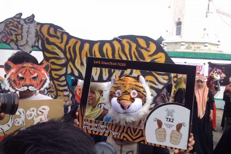 Save Sumatran Tiger 2016_Aceh