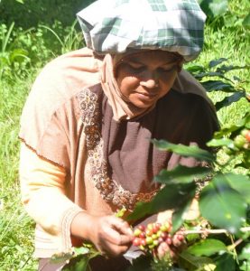 AEKI: Kopi Spesialti Indonesia Disukai AS Dan Jepang