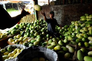 Timun asal Aceh “Banjiri” Medan