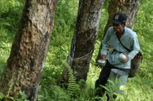 Aceh Barat Tanam Perdana Karet Seluas 1.080 Hektare
