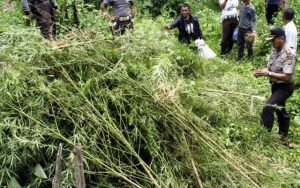 Peringati Hari Anti Narkoba Internasional, BNN Langsa Gelar Pagelaran Seni Aceh