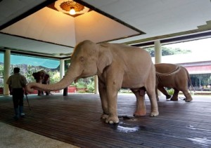 Foto: Gajah Pink dari Myanmar