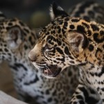 Foto Bayi Jaguar di Jatim Park 2 Batu
