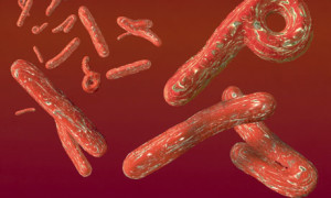 Misteri Virus Mematikan dari Ebola