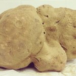 Truffle putih jamur langka terbesar yang pernah ditemukan di Italia dengan berat 4.16 pon.