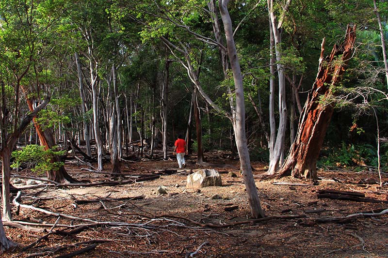 Uap panas dan belerang menyebabkan pepohonan mati di sekitar kawasan volkano Jaboi (Foto M Iqbal/SeputarAceh.com)