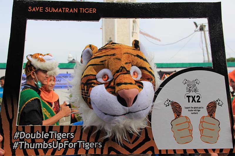 Penyelamatan Harimau Sumatera menggunakan hastag #DoubleTigers #ThumbsUpForTigers (Foto M Iqbal/SeputarAceh.com)